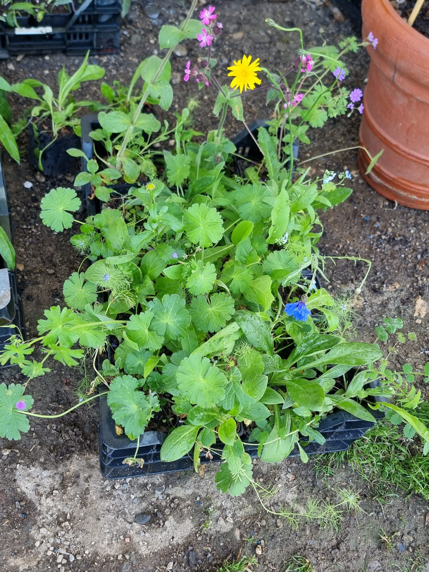 Erste Blüten unserer Wiesenblumen